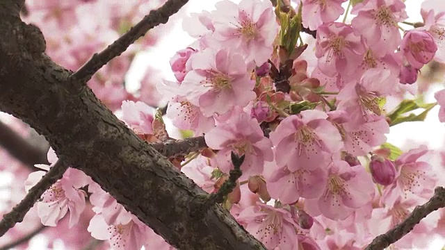 日本冈山盛开的河祖樱视频素材