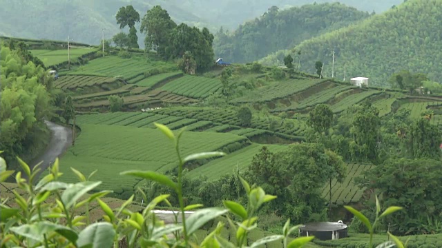 一个高山茶园的景观视频下载