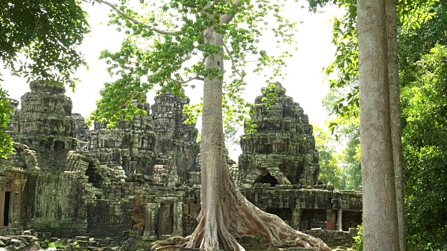 吴哥窟banteay kdei寺废墟中的丝绸棉雨林树视频素材