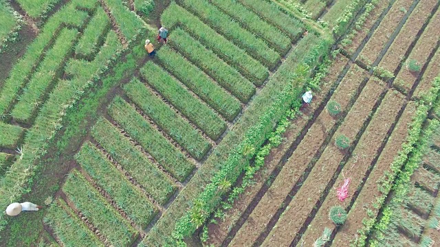 印尼阿格拉普拉的洋葱种植园空中360度视图视频素材