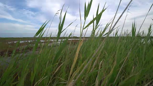 荒野:芦苇和沼泽视频素材