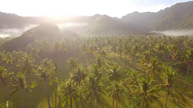 朦胧的山谷和棕榈树视频下载