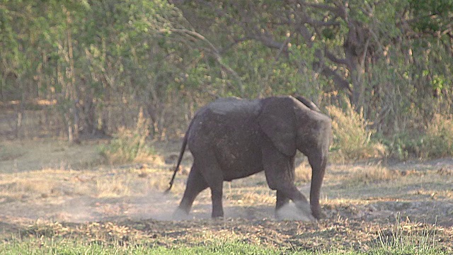 非洲象，loxodonta africana，年轻喷洒灰尘，莫雷米保护区，奥卡万戈三角洲在博茨瓦纳，慢镜头视频素材