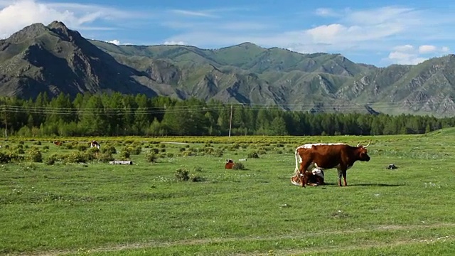 牛在草地上吃草。山景观视频素材