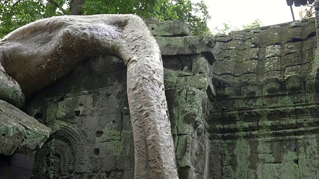 在吴哥窟的塔普伦寺，俯下靠近一棵大树根视频素材