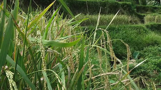 巴厘岛特加朗梯田的成熟水稻植株特写视频素材