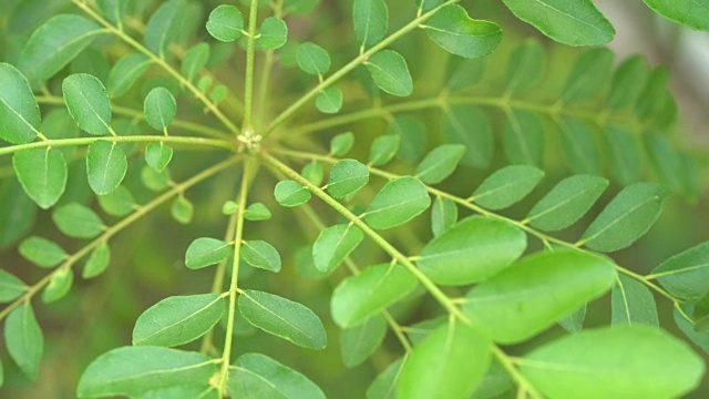 咖喱叶植物视频素材