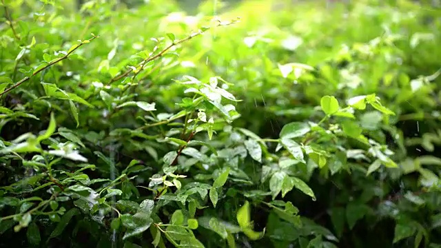 在热带森林里下雨视频素材