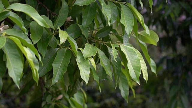 在热带森林里下雨视频素材