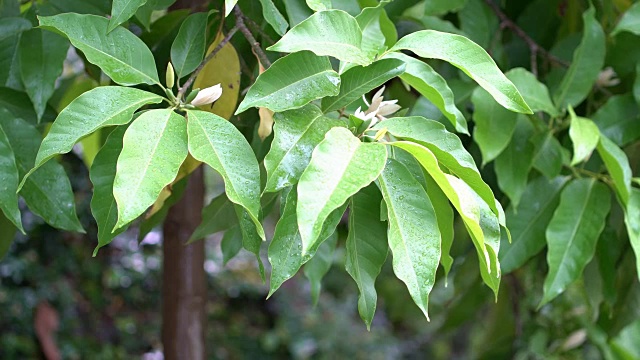 在热带森林里下雨视频素材