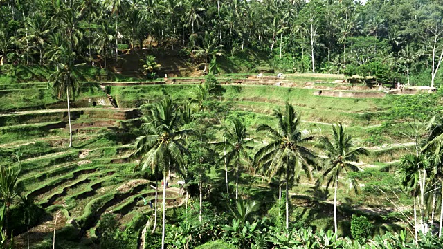 在特加朗巴厘岛种植水稻的梯田山丘视野开阔视频素材