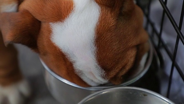 法国和英国斗牛犬吃视频素材