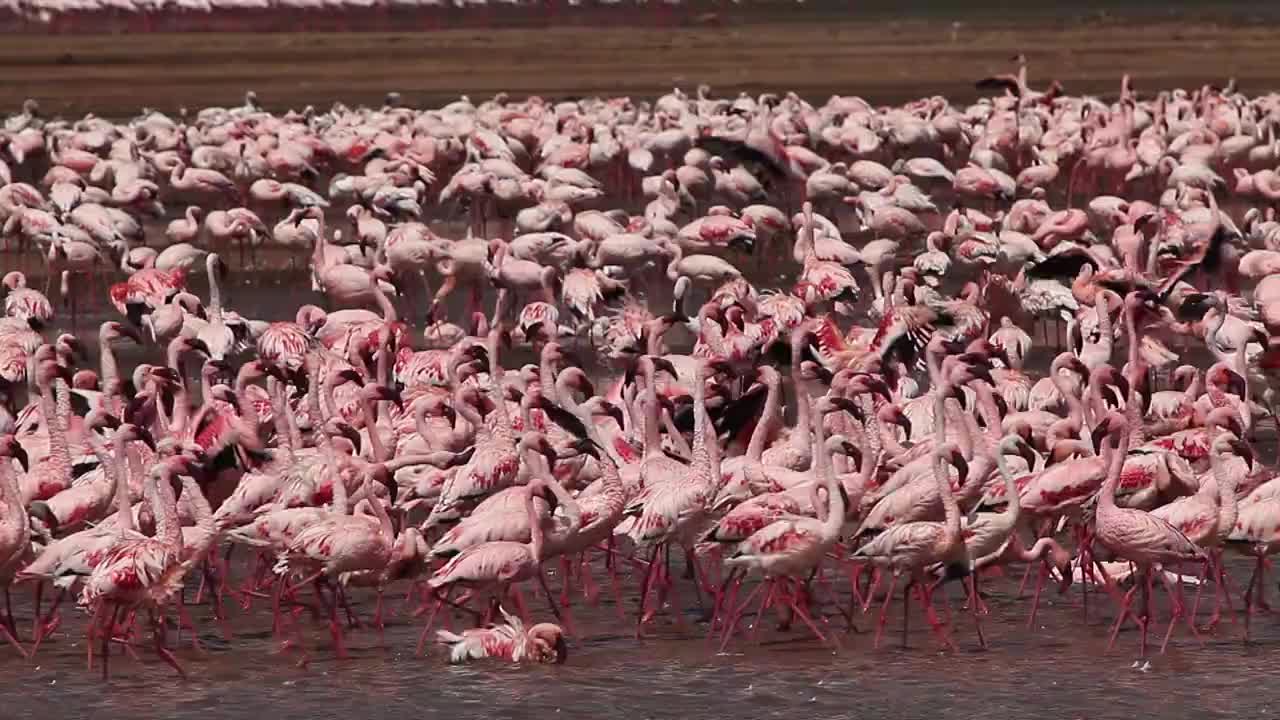 小火烈鸟，小凤凰，群有巴斯，殖民地在肯尼亚博哥利亚湖，实时视频素材