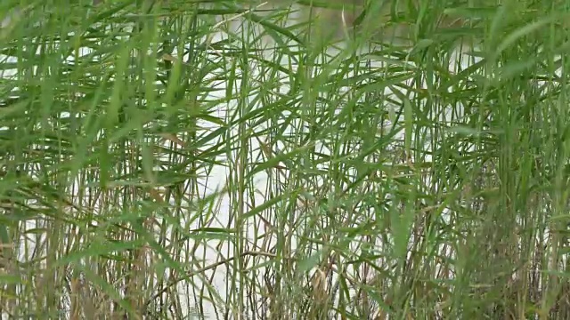 芦苇湿地的视频素材