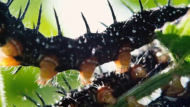 孔雀眼黑毛虫坐在一片叶子上吃，大家伙。慢动作视频素材