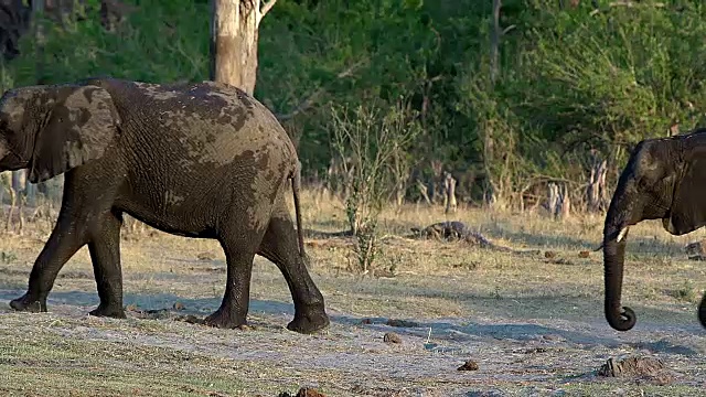 非洲象，loxodonta africana，群出现在Khwai河，莫雷米保护区，奥卡万戈三角洲在博茨瓦纳，实时视频素材