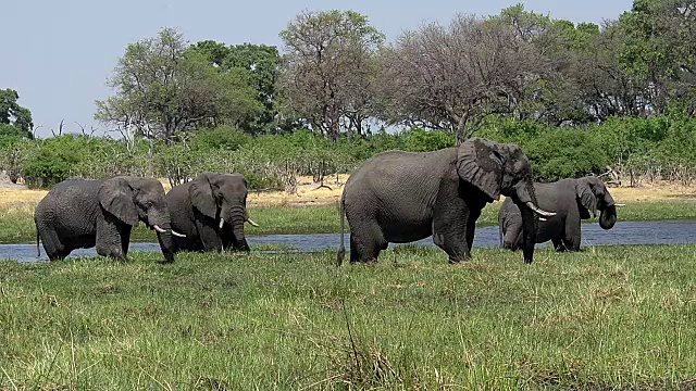 非洲象，loxodonta africana，群站在Khwai河，莫雷米保护区，奥卡万戈三角洲在博茨瓦纳视频素材