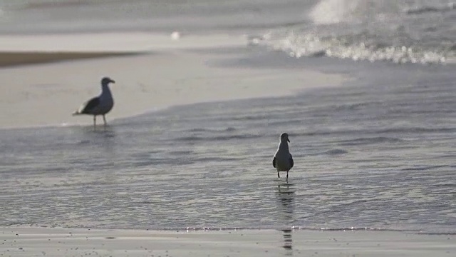 海鸥在海滩视频素材