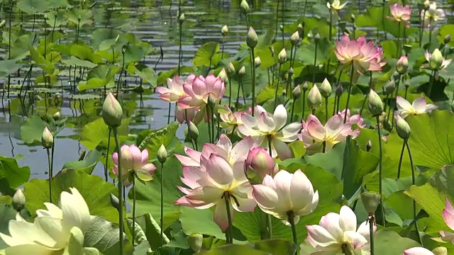 莲花盛开的鲜花视频素材