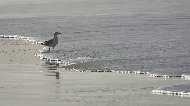 海鸥在海滩视频素材