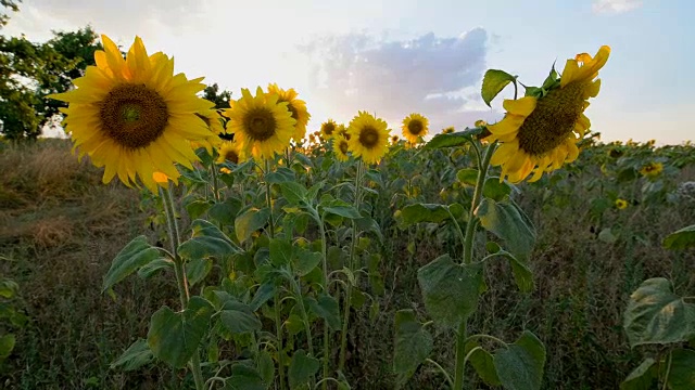 盛夏的向日葵田视频素材