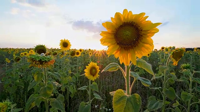 盛夏的向日葵田视频素材