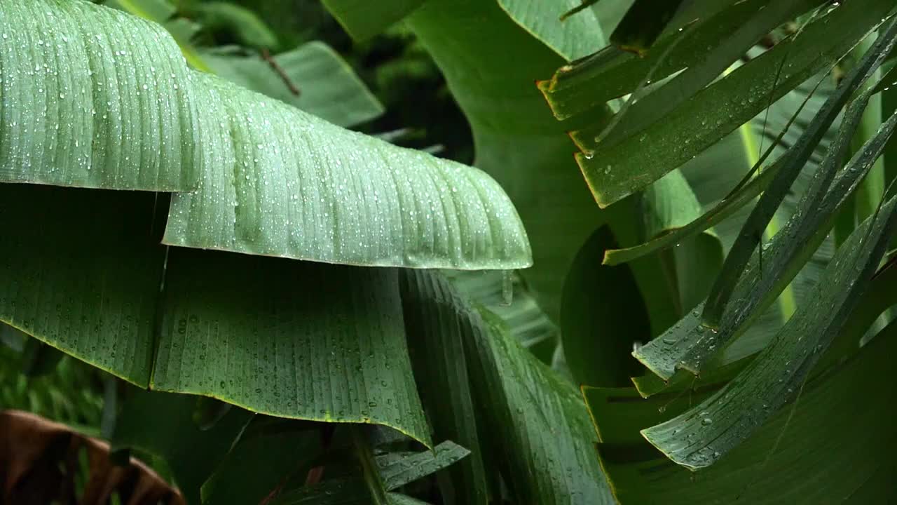 雨林中的滴水视频下载