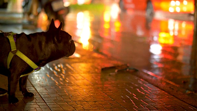 雨夜与黑色法国斗牛犬，天气概念，交通，城市街道，沥青照明路灯。现代城市的生活方式。视频素材