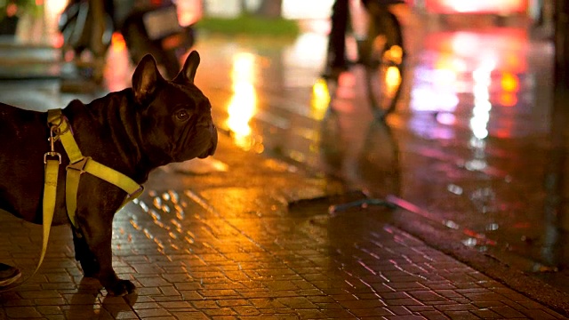 雨夜与黑色法国斗牛犬，天气概念，交通，城市街道，沥青照明路灯。现代城市的生活方式。视频素材