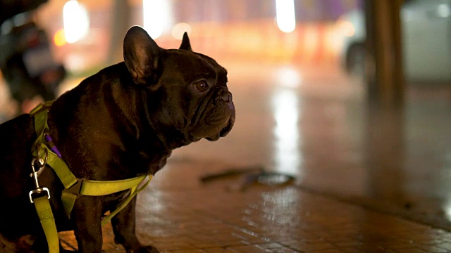 雨夜与黑色法国斗牛犬，天气概念，交通，城市街道，沥青照明路灯。现代城市的生活方式。视频素材