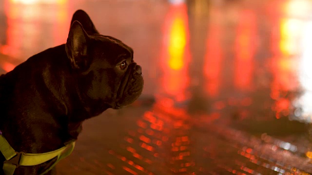 雨夜与黑色法国斗牛犬，天气概念，交通，城市街道，沥青照明路灯。现代城市的生活方式。视频素材