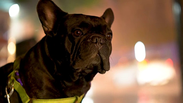 雨夜与黑色法国斗牛犬，天气概念，交通，城市街道，沥青照明路灯。现代城市的生活方式。视频素材