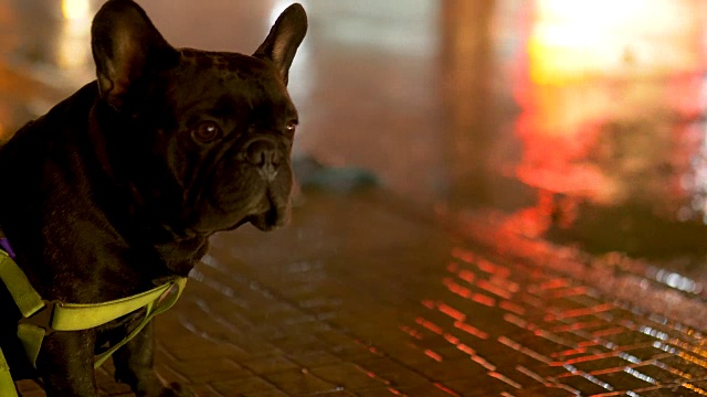 雨夜与黑色法国斗牛犬，天气概念，交通，城市街道，沥青照明路灯。现代城市的生活方式。视频素材