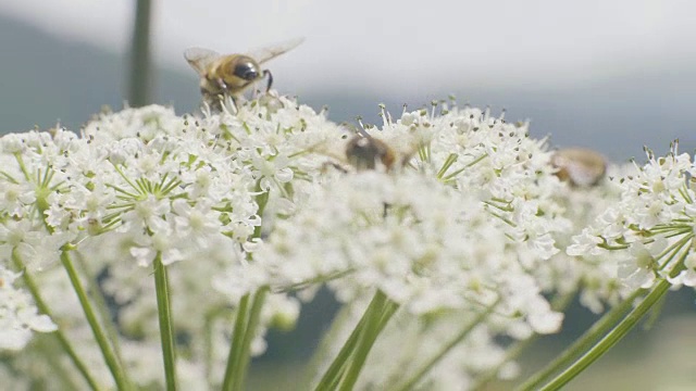 近距离观察在草地上为野花授粉采集花蜜的蜜蜂视频素材