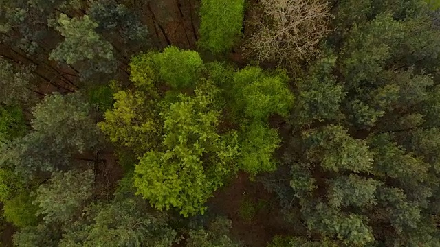 飞过野生森林，空中拍摄4K镜头，旋转着向下视频素材