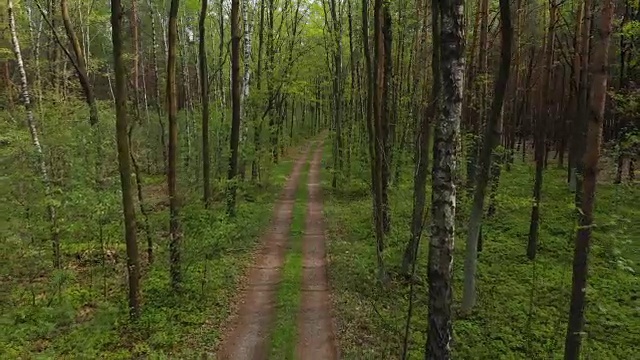 倒着走在原始森林的小路上，无人机拍摄了4K高架镜头，阳光明媚，阳光刺眼视频素材