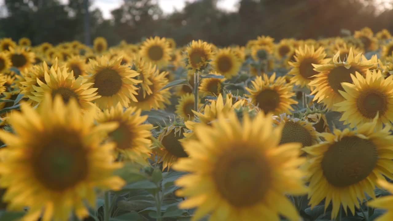 日落时的向日葵田视频素材