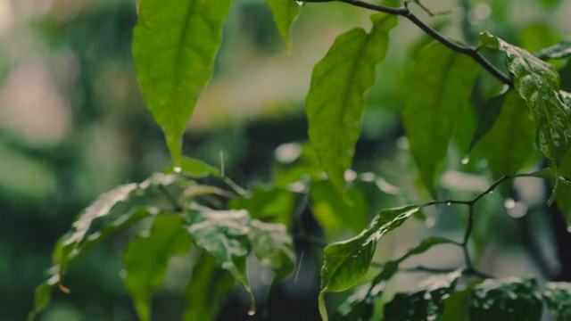 雨滴落在树叶上特写视频素材