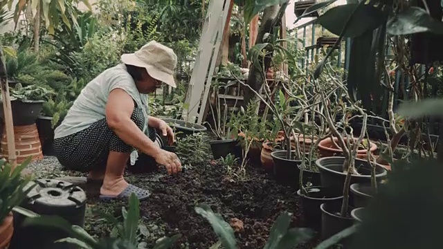 亚洲高级妇女在花园种植绿色幼苗。视频素材