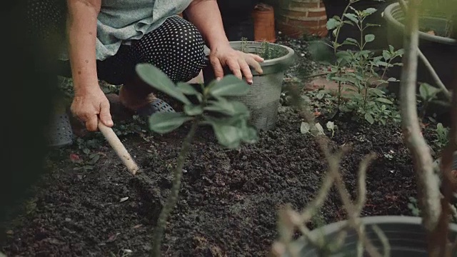 亚洲高级妇女在花园种植绿色幼苗。视频素材