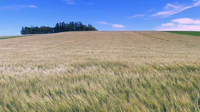 北海道的麦田在风中起舞视频素材