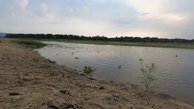 水葫芦经过Rapti河视频素材