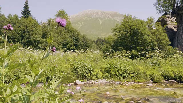 河流流动在夏季的森林山地景观视频素材