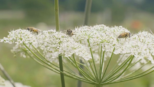 蜜蜂在夏季草地上采集白花的花粉视频素材