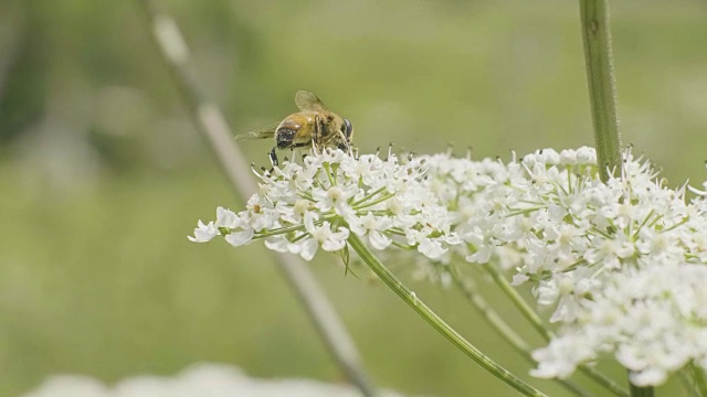 蜜蜂在夏花上采集花粉视频素材