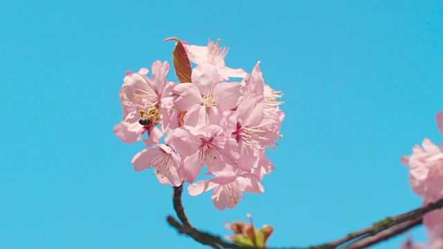 樱花树与蓝色的天空视频素材