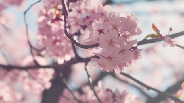 樱花树与蓝色的天空视频素材