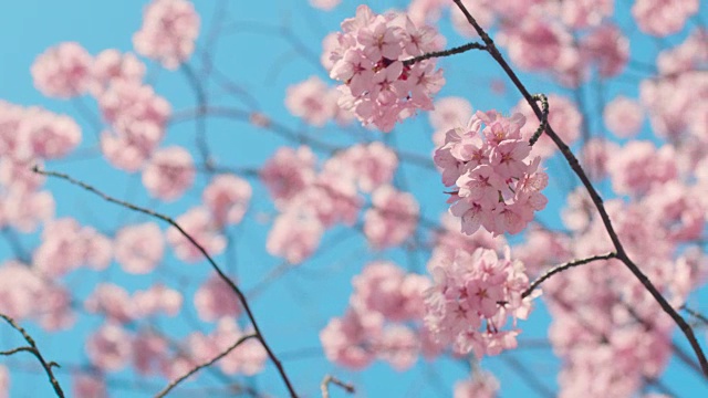 樱花树与蓝色的天空视频素材