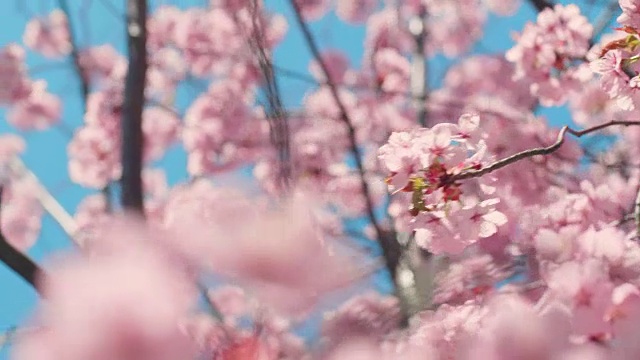 樱花树与蓝色的天空视频素材