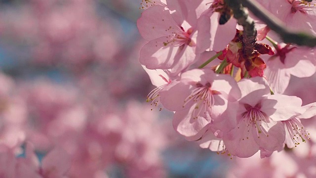 樱花树与蓝色的天空视频素材